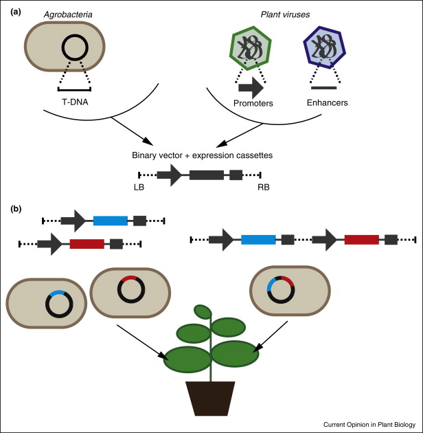 A example of how plant expression system works.